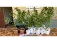 Jandarmanın fark ettiği koku kenevir bahçesini ortaya çıkardı