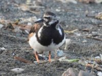 Kartpostallık kuş fotoğrafları