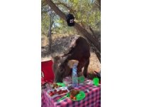 Isparta’da piknik yapan genç kızlara inek sürprizi