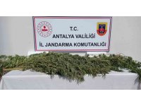 Antalya’da 17 kök kenevir ele geçirildi