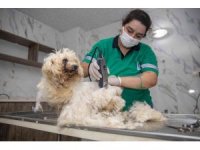 Mersin’de sahipsiz hayvanların bakımları yapılıyor