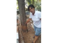 Ağaçları kurutmak için şeytani yöntem