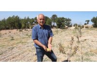 Alıç bahçesini traktörle sürüp tahrip ettiler