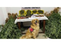 Mersin’de evlerinin bahçesinde uyuşturucu yetiştiren 2 şüpheli yakalandı