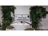 Kumluca’da 10 kilo kubar esrar ve 232 kök Hint keneviri ele geçirildi