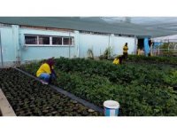 Tarsus’ta belediyeye ait fidanlıklarda tarımsal üretime destek veriliyor