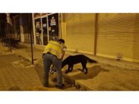 Sokak hayvanlarına polis şefkati