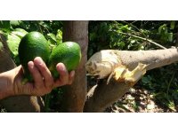 10 yıllık emek gitti: Avokado hırsızları ağacı baltayla kesti