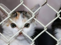 Büyükşehir Belediyesi iddiaları ihbar kabul ederek harekete geçti