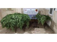 Korkuteli’nde 30 kök kenevir, 28 kök skunk ele geçirildi