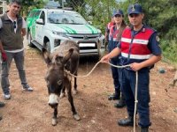 Sahipsiz eşek Emekli Hayvanlar Çiftliği’ne yerleştirildi