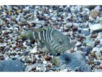 Av yasağı etkisini gösterdi, Antalya Körfezi’nde her taşın altından ‘Lagos’ balığının yavrusu çıkıyor