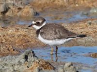 Milleyha Sulak Alan doğal sit alanı olacak