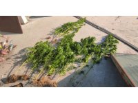 Evinin çatısında kenevir yetiştiren şüpheli gözaltına alındı