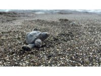 Çift başlı yeşil deniz kaplumbağası şaşırttı