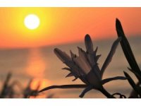 Koparmanın cezası 109 bin 593 TL... Yoğun çiçek dönemine giren ’kum zambakları’ görsel şölen sunuyor