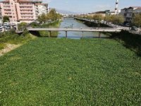 Asi Nehri’nde su canavarlarıyla mücadele