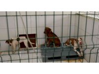 Kedi Evi’ne giren 3 pitbull cinsi köpek 12 kediyi telef etti