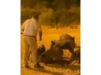 Kızının çekmeye bile korktuğu yaban domuzlarını elleriyle besledi