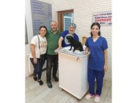 Veteriner hekimleri bile şaşırttı: Köpeğin mesanesinden 55 adet taş çıktı