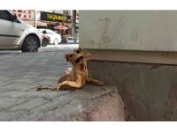 Elektrik panosunda bulunan kedinin iskeleti görenleri şaşırttı