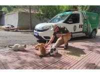 Osmaniye’de sokak hayvanlarına mama bırakıldı