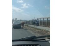 Atı otomobile bağlayıp hızla yoluna devam etti