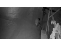 Antalya’da kedi hırsızları mahalleliyi bezdirdi