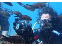 Keşif dalışında ilk defa görüldü: Zehirli dikenli çizgili kedi balığı Akdeniz’e yerleşti