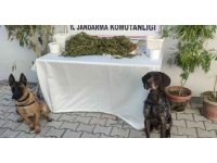 Hatay’da 2 kilo 450 gram esrar ele geçirildi