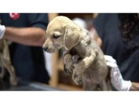 Ölüme terk edilen yavru köpeklere Tarsus Belediyesi sahip çıktı