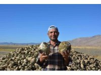 Korkuteli’nde şeker pancarında yüksek rekolte yüzleri güldürdü