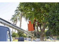 Mersin’de yeşil alanların kış bakımı yapılıyor