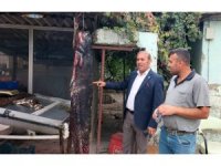 Balıkçının ağına 1.90 boyunda 75 kiloluk yayın balığı takıldı