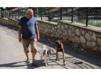 Köpek ile keçinin dostluğu görenleri şaşırtıyor