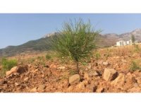 Milyonlarca tohum toprakla buluşmaya başladı, yanan ormanlar tekrar yeşerecek