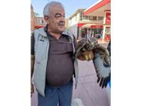 Hatay’da yaralı halde bulunan şahin tedavi edildi