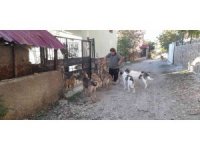 Yaylalar boşalınca aç kalan hayvanları muhtar doyurdu