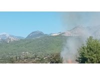 Antalya’da zeytinlikte yangın