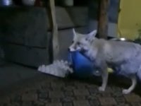 Osmaniye’de aç kalan tilki orman işçilerine sığındı