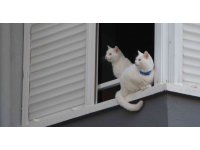 Cama çıkan kediler polisi ve itfaiyeyi alarma geçirdi