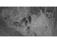 Domuz sürüsü avokado bahçesine girdi