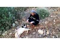 Vahşi hayvanların saldırdığı ahırda 11 küçükbaş hayvan telef oldu