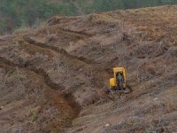 Hatay’da yanan ormanlık alanlar yeşilleniyor