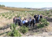 Mersin’de limon ağaçlarının kesilmesi tepki çekti