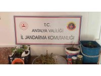 Jandarmadan yasadışı kenevir ekimine operasyon