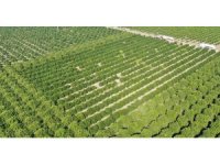 Adana’da portakal hasadı başladı, bahçede kilosu 10-12 lira