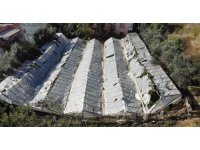 Alanya’da dolu yağışı seralarda hasara yol açtı