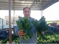 Ispanak ve turp hasadı başladı: İş çok, işçi yok