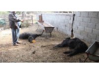 Mersin’de başıboş köpek dehşeti: Ağıldaki keçileri telef ettiler